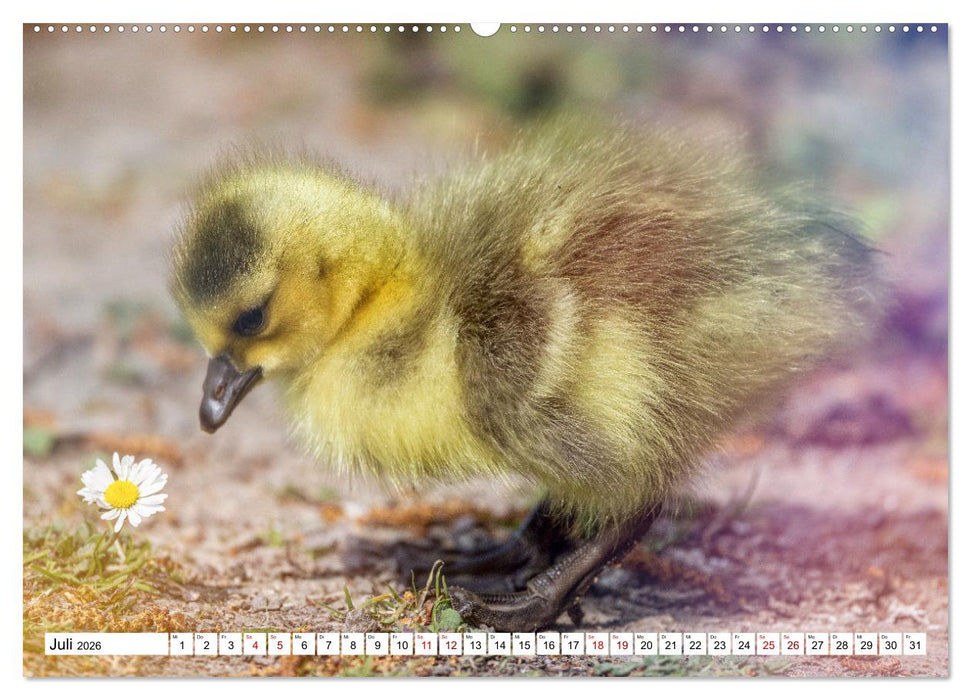 Flauschige Momente! Enten- und Gänseküken im Jahreslauf (CALVENDO Premium Wandkalender 2026)