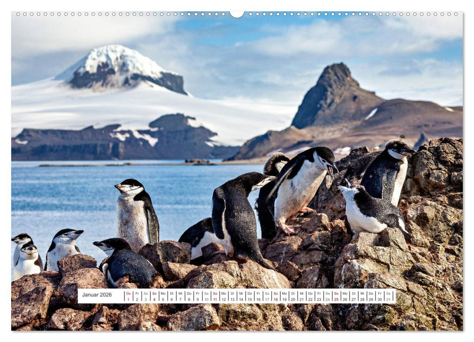 Expedition Antarktis (CALVENDO Premium Wandkalender 2026)