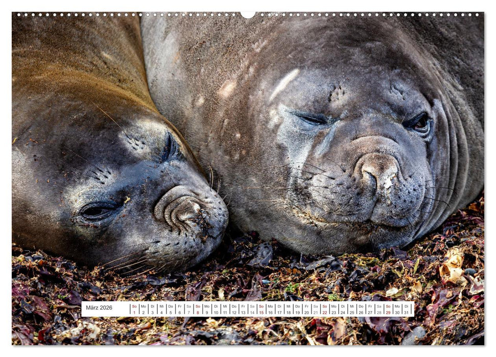 Expedition Antarktis (CALVENDO Premium Wandkalender 2026)