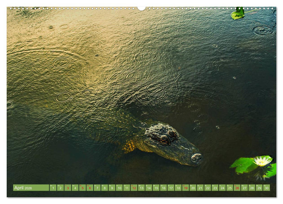 Florida - Sonnige Strände und magische Sümpfe (CALVENDO Premium Wandkalender 2026)