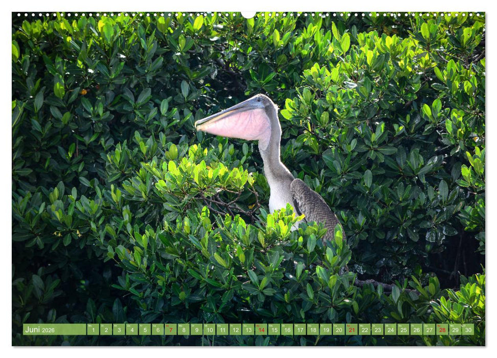 Florida - Sonnige Strände und magische Sümpfe (CALVENDO Premium Wandkalender 2026)