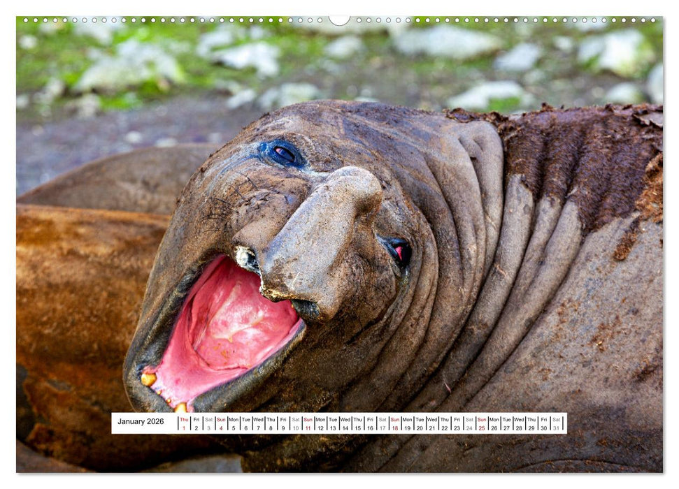 An Antarctic Expedition (CALVENDO Monthly Calendar 2026)