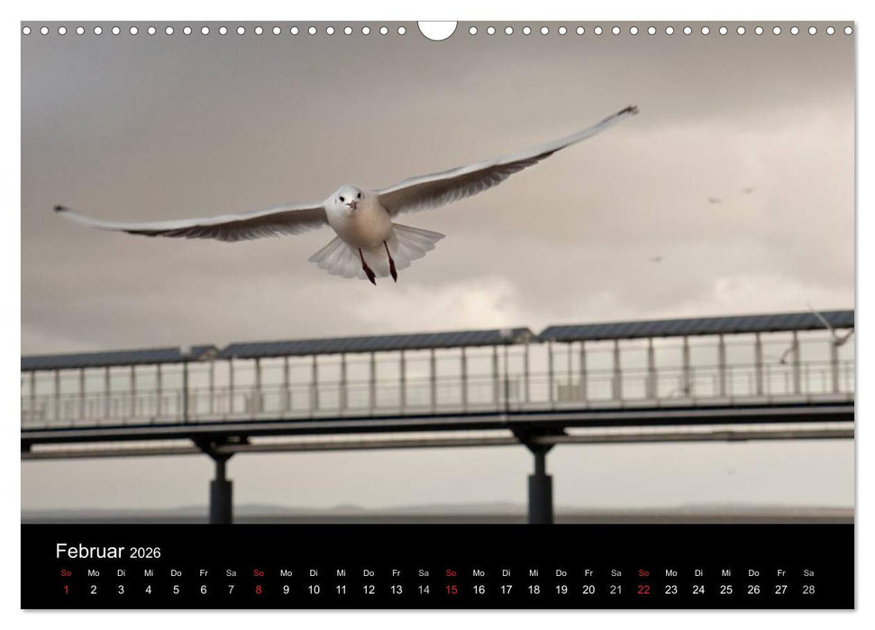 Usedom 2026 Rendezvous zwischen Ahlbeck und Heringsdorf (CALVENDO Wandkalender 2026)