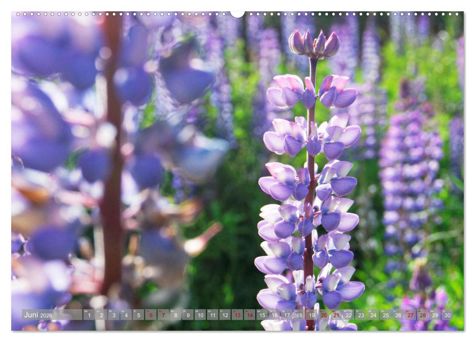 Der Kleine Süden von Chile (CALVENDO Wandkalender 2026)