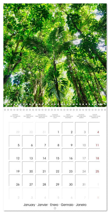 Guadeloupe - Une île colorée des Caraïbes (CALVENDO Calendrier mensuel 2026)