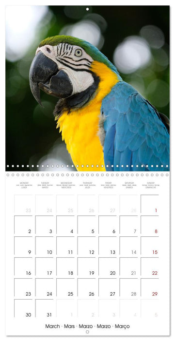 Guadeloupe - Une île colorée des Caraïbes (CALVENDO Calendrier mensuel 2026)