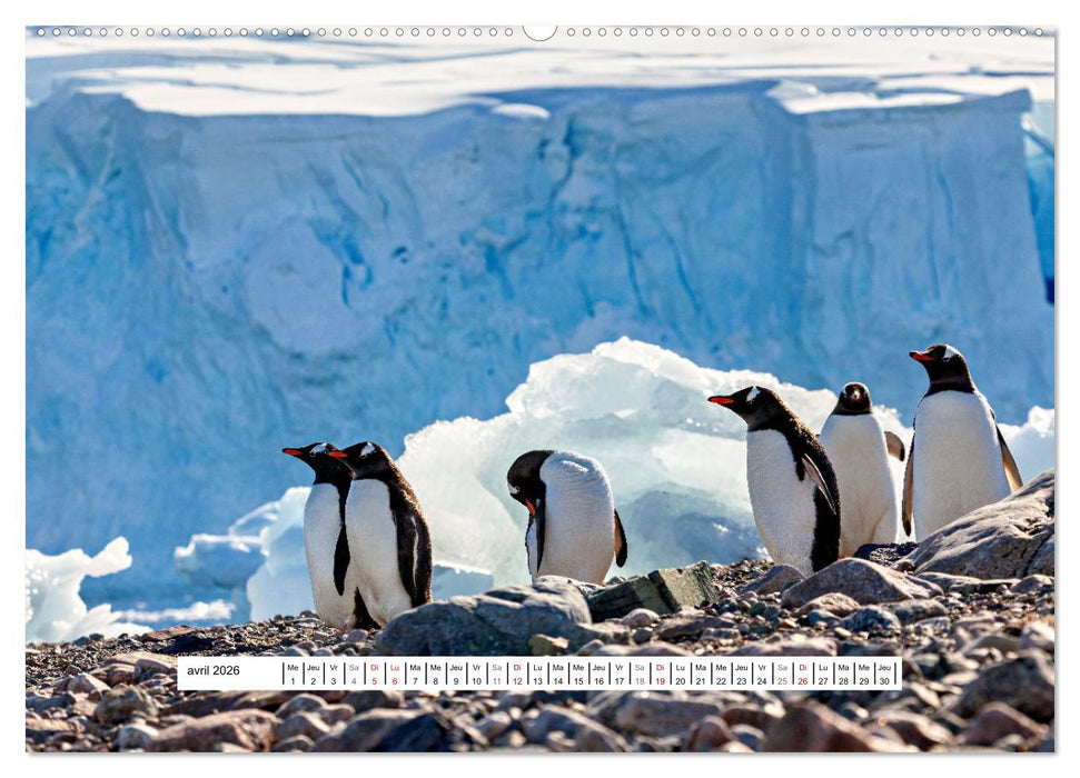 L'Antarctique magique (CALVENDO Calendrier mensuel 2026)