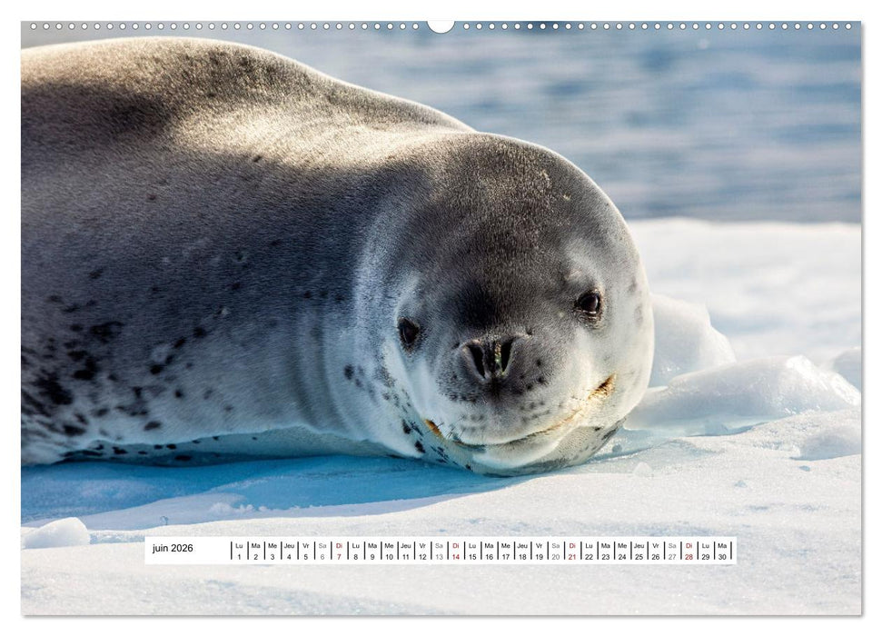 L'Antarctique magique (CALVENDO Calendrier mensuel 2026)