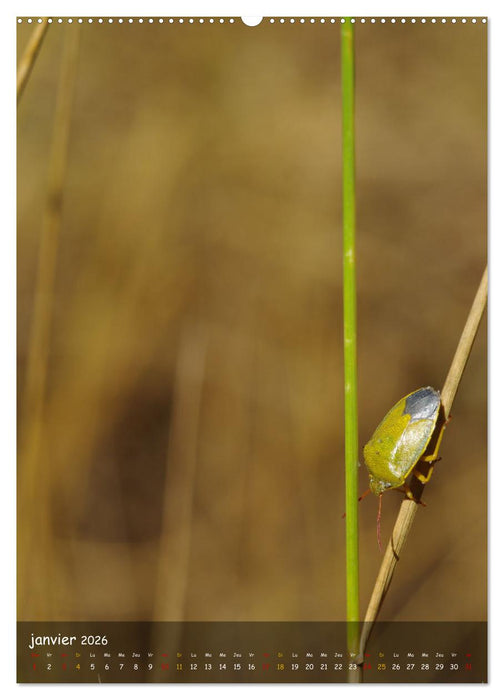 Les petits explorateurs (CALVENDO Calendrier mensuel 2026)