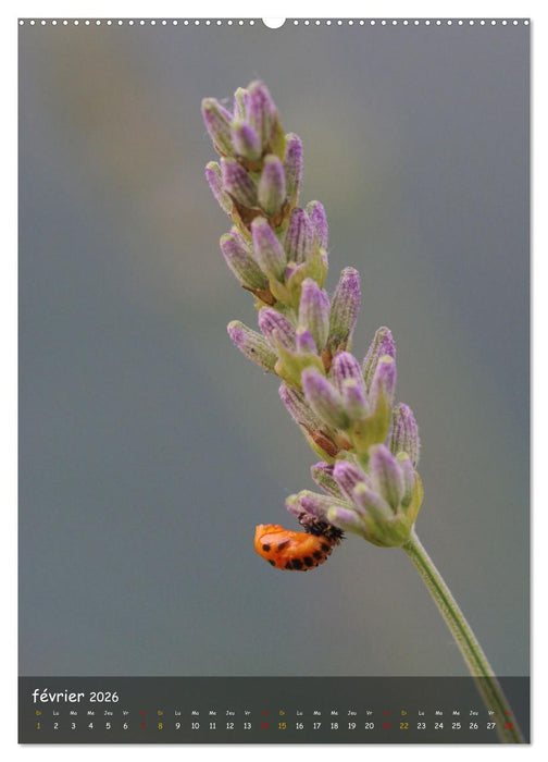 Les petits explorateurs (CALVENDO Calendrier mensuel 2026)