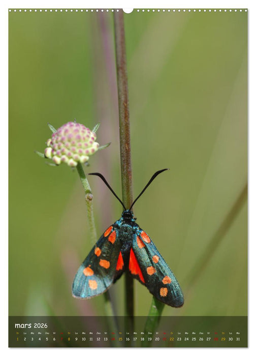 Les petits explorateurs (CALVENDO Calendrier mensuel 2026)