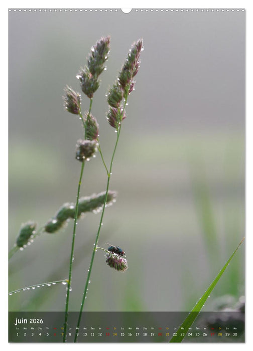 Les petits explorateurs (CALVENDO Calendrier mensuel 2026)