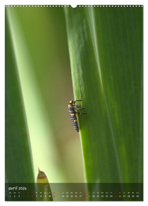Les petits explorateurs (CALVENDO Calendrier supérieur 2026)