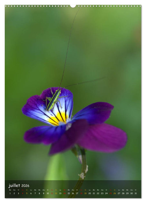 Les petits explorateurs (CALVENDO Calendrier supérieur 2026)