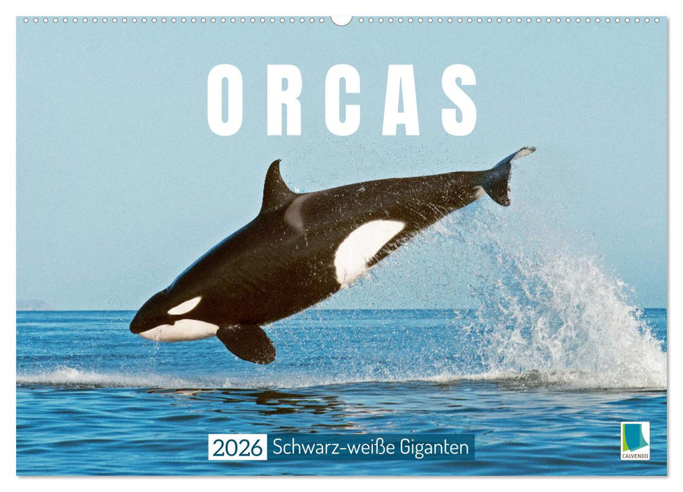 Orcas: Schwarz-weiße Giganten (CALVENDO Wandkalender 2026)
