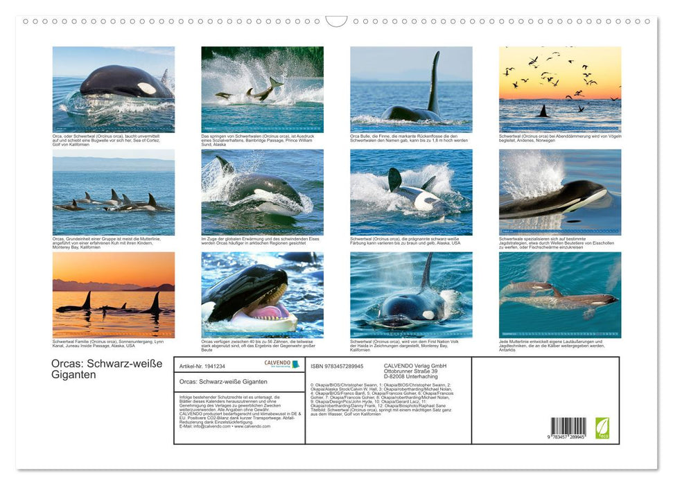 Orcas: Schwarz-weiße Giganten (CALVENDO Wandkalender 2026)