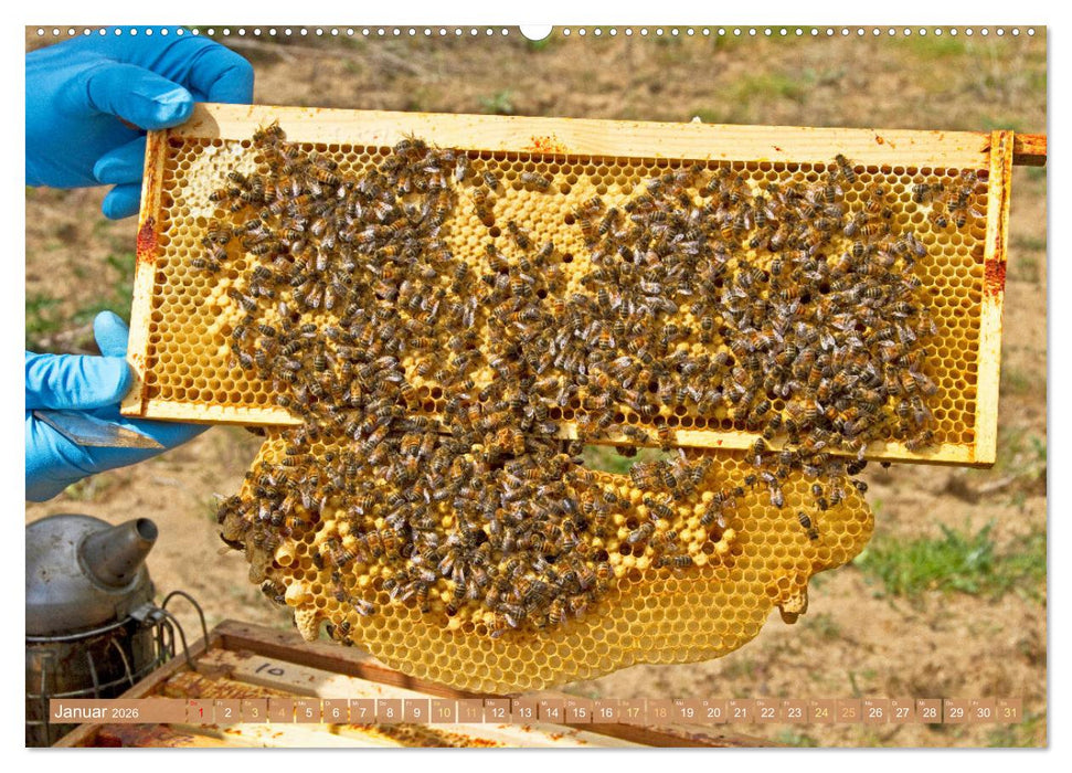 Der Imker: Leidenschaft für die Bienen (CALVENDO Wandkalender 2026)