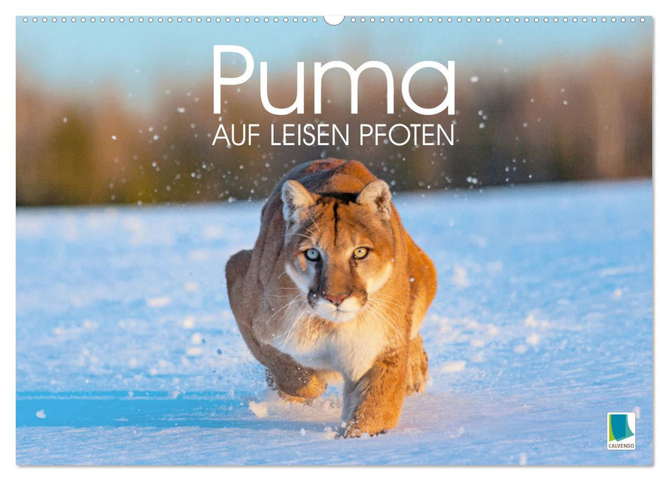 Puma: Auf leisen Pfoten (CALVENDO Wandkalender 2026)