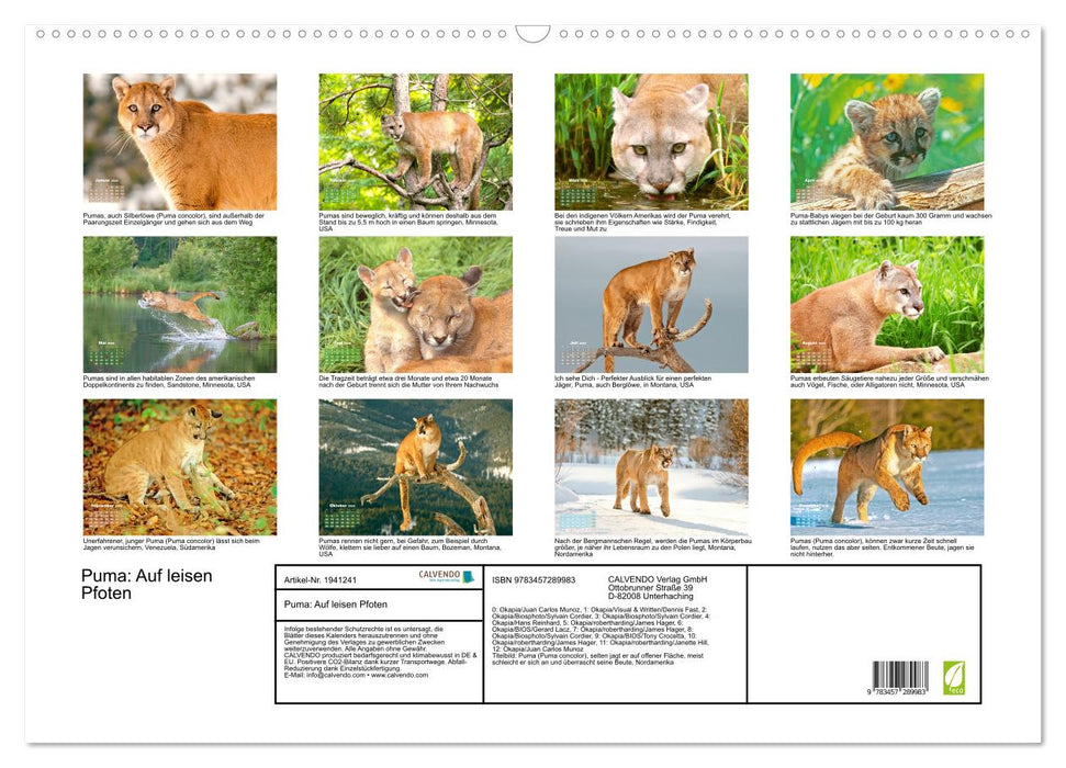Puma: Auf leisen Pfoten (CALVENDO Wandkalender 2026)