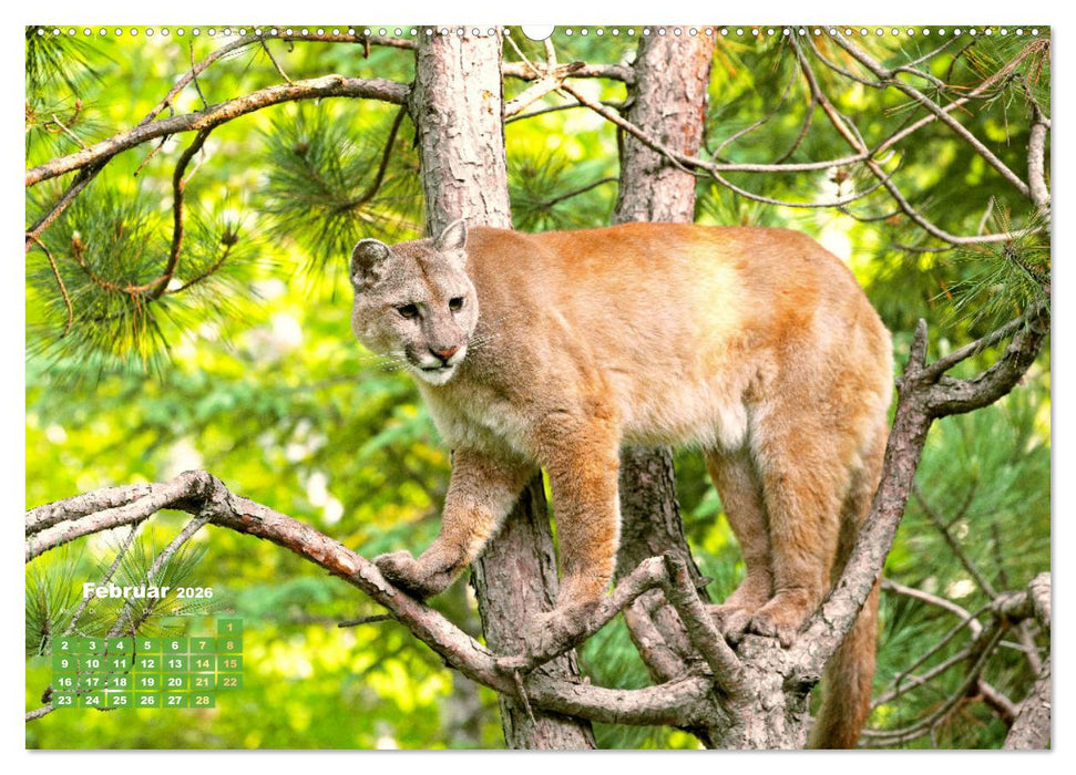 Puma: Auf leisen Pfoten (CALVENDO Wandkalender 2026)