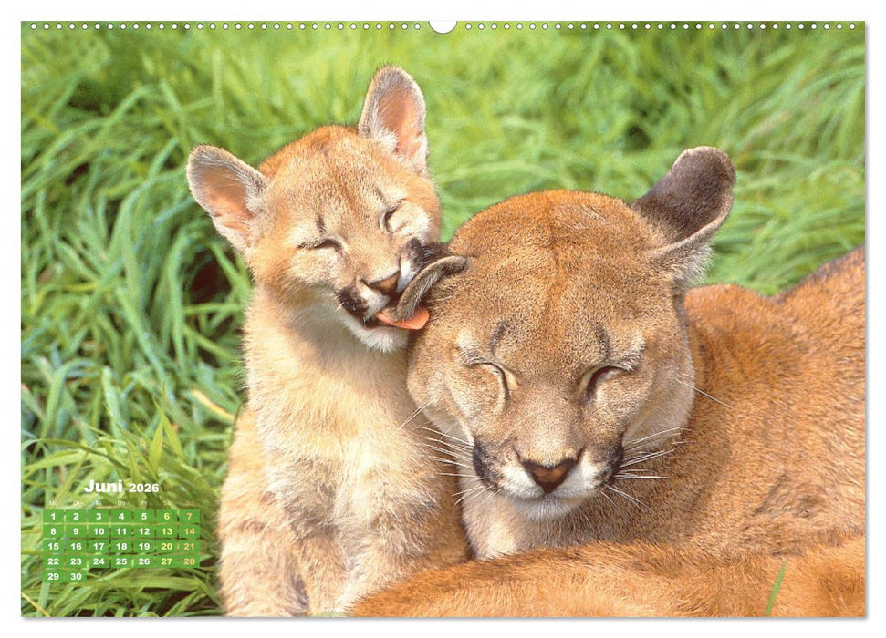 Puma: Auf leisen Pfoten (CALVENDO Wandkalender 2026)