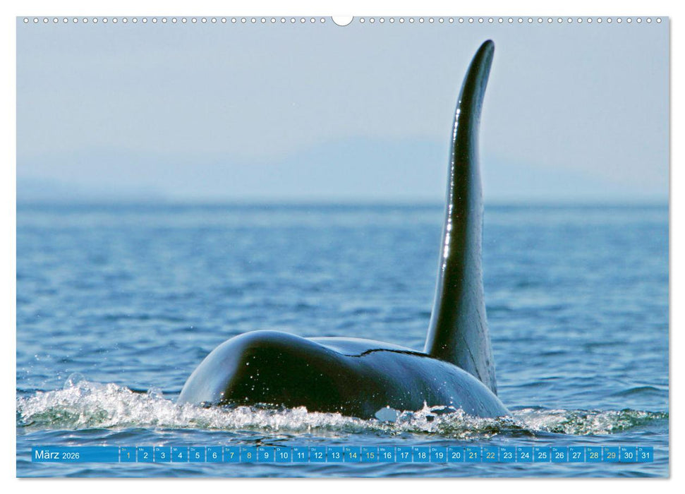 Orcas: Schwarz-weiße Giganten (CALVENDO Premium Wandkalender 2026)