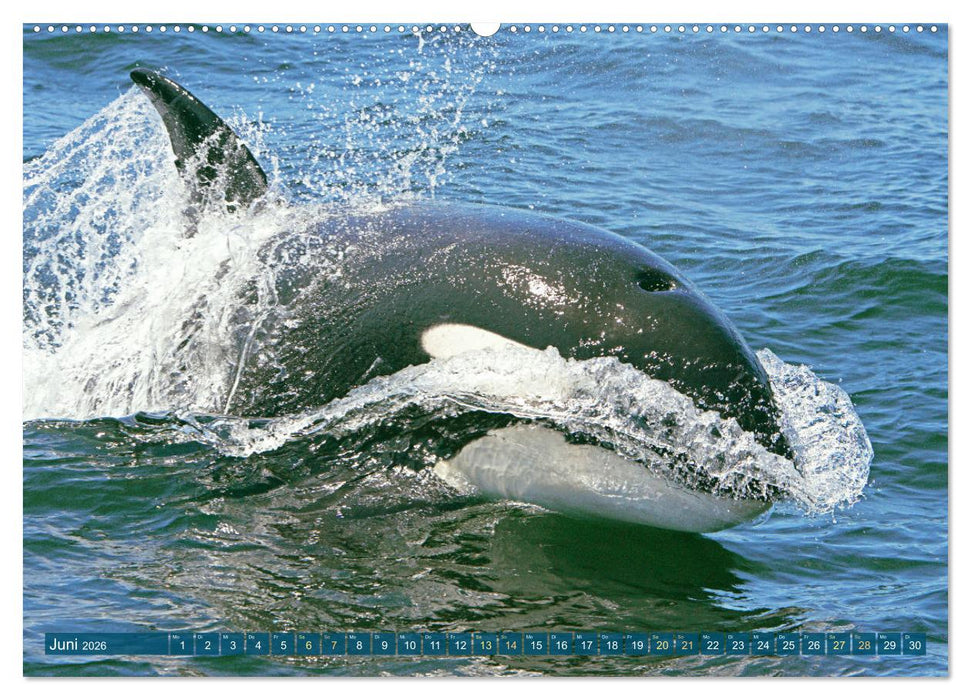 Orcas: Schwarz-weiße Giganten (CALVENDO Premium Wandkalender 2026)