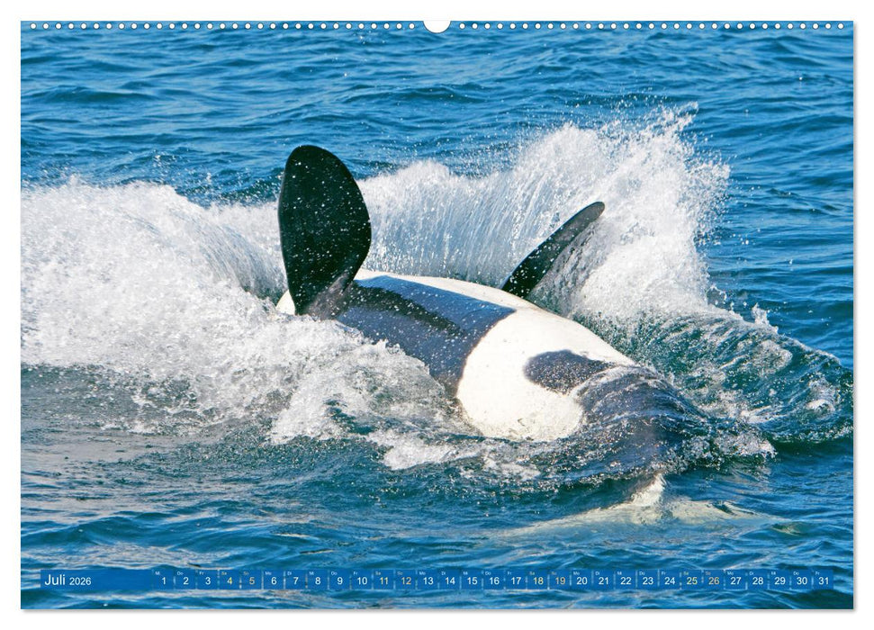 Orcas: Schwarz-weiße Giganten (CALVENDO Premium Wandkalender 2026)
