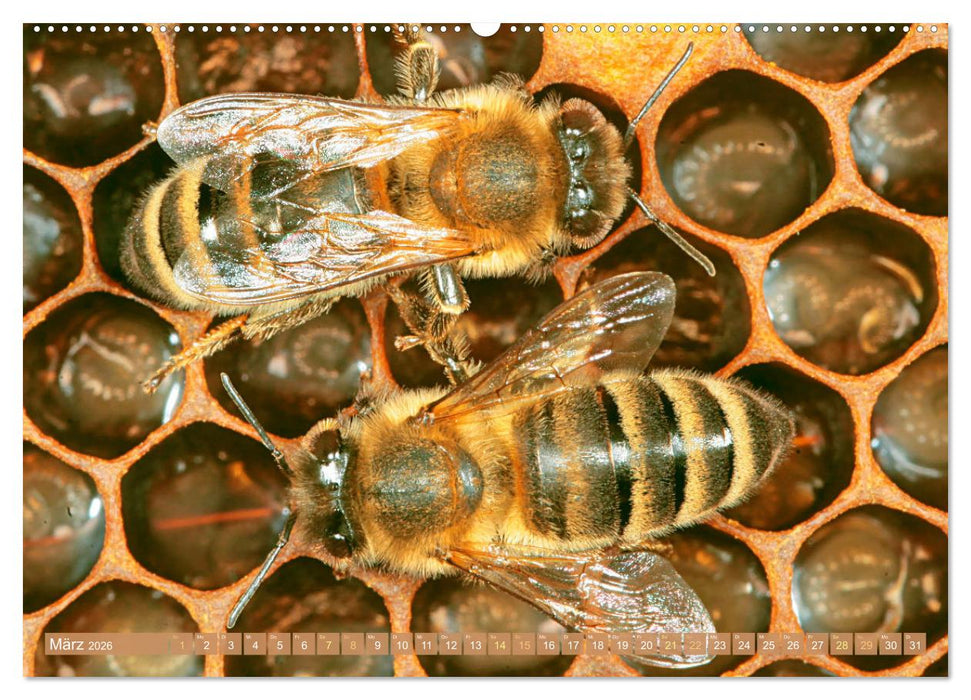 Der Imker: Leidenschaft für die Bienen (CALVENDO Premium Wandkalender 2026)