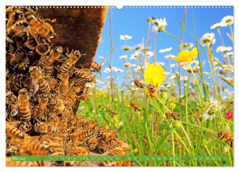 Der Imker: Leidenschaft für die Bienen (CALVENDO Premium Wandkalender 2026)