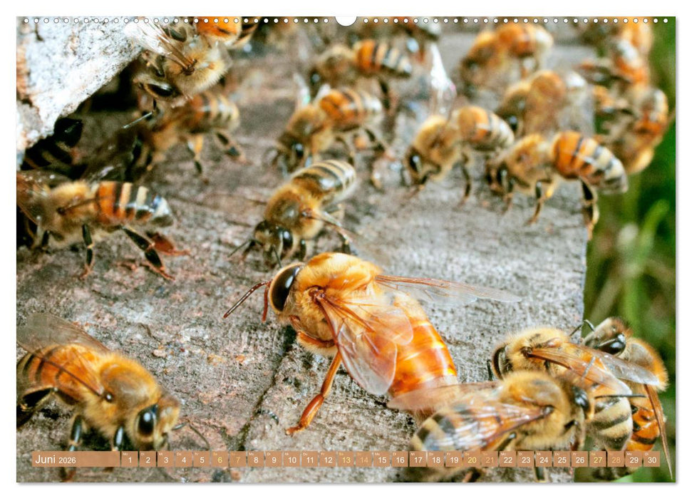 Der Imker: Leidenschaft für die Bienen (CALVENDO Premium Wandkalender 2026)