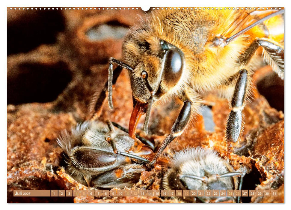 Der Imker: Leidenschaft für die Bienen (CALVENDO Premium Wandkalender 2026)