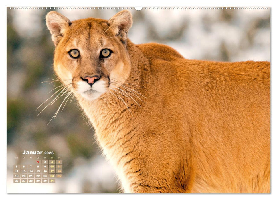 Puma: Auf leisen Pfoten (CALVENDO Premium Wandkalender 2026)
