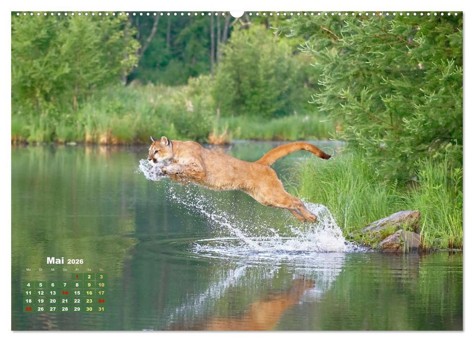 Puma: Auf leisen Pfoten (CALVENDO Premium Wandkalender 2026)