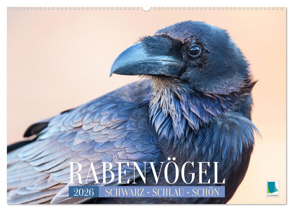 Rabenvögel: Schwarz, schlau, schön (CALVENDO Wandkalender 2026)
