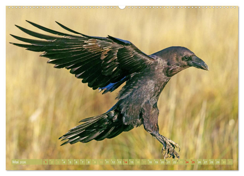 Rabenvögel: Schwarz, schlau, schön (CALVENDO Wandkalender 2026)