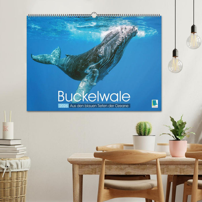 Buckelwale: Aus den blauen Tiefen der Ozeane (CALVENDO Wandkalender 2026)