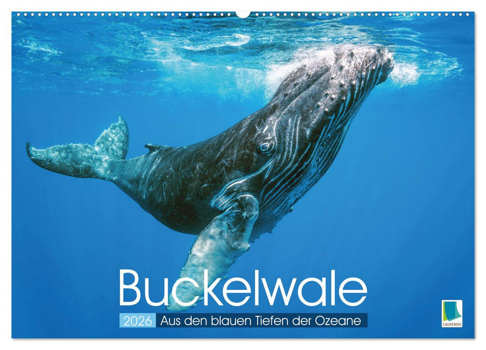 Buckelwale: Aus den blauen Tiefen der Ozeane (CALVENDO Wandkalender 2026)