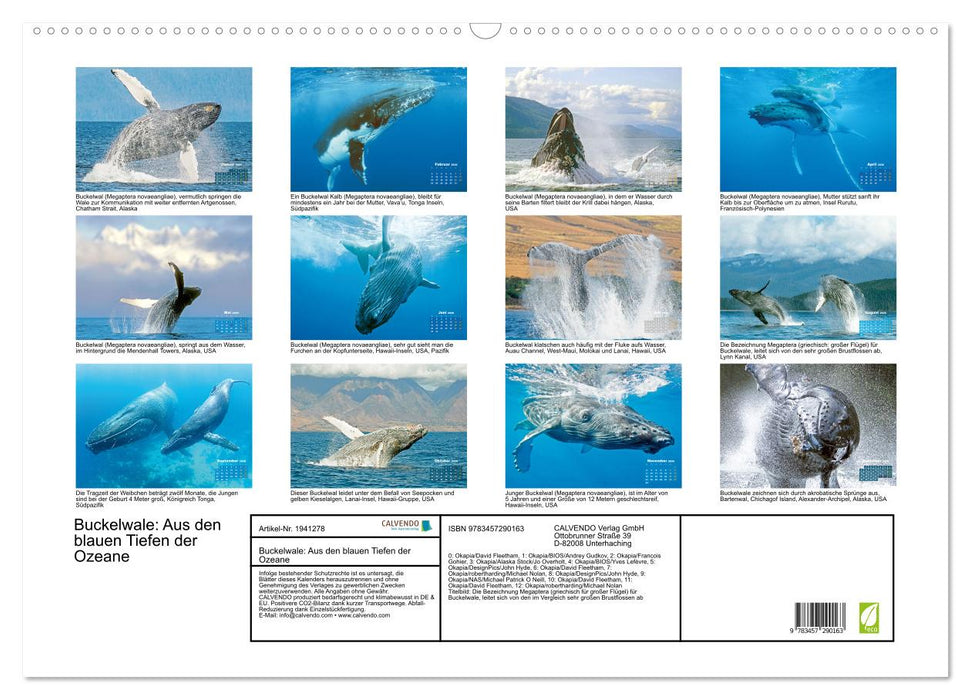 Buckelwale: Aus den blauen Tiefen der Ozeane (CALVENDO Wandkalender 2026)