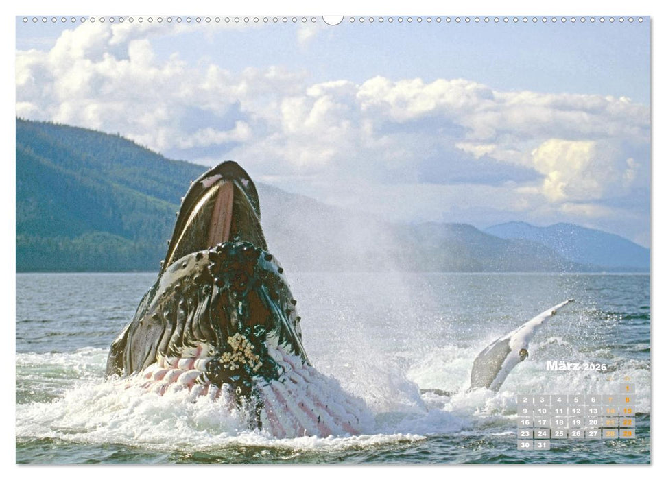 Buckelwale: Aus den blauen Tiefen der Ozeane (CALVENDO Wandkalender 2026)