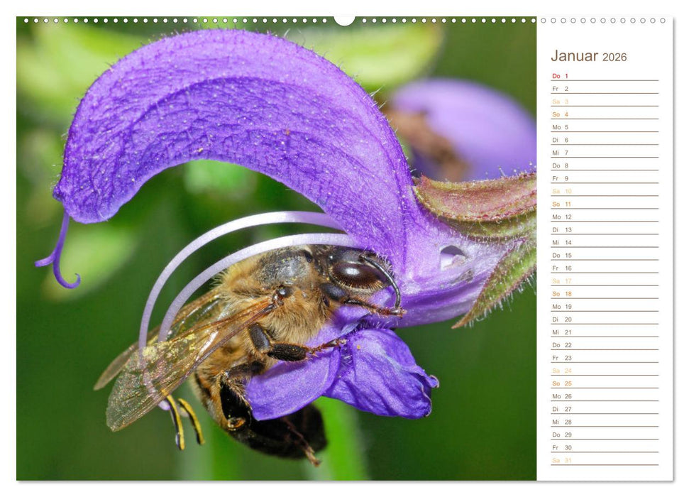 Süßes Gold: Imker, Bienen & Honig (CALVENDO Wandkalender 2026)