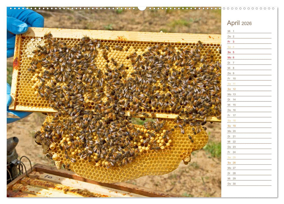 Süßes Gold: Imker, Bienen & Honig (CALVENDO Wandkalender 2026)
