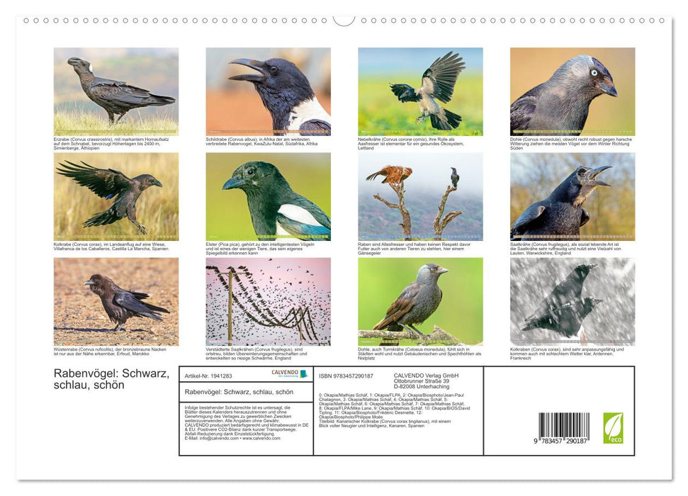 Rabenvögel: Schwarz, schlau, schön (CALVENDO Premium Wandkalender 2026)