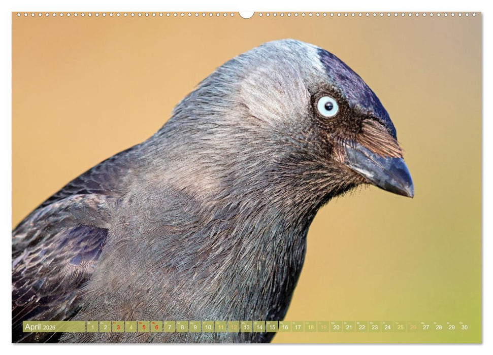 Rabenvögel: Schwarz, schlau, schön (CALVENDO Premium Wandkalender 2026)