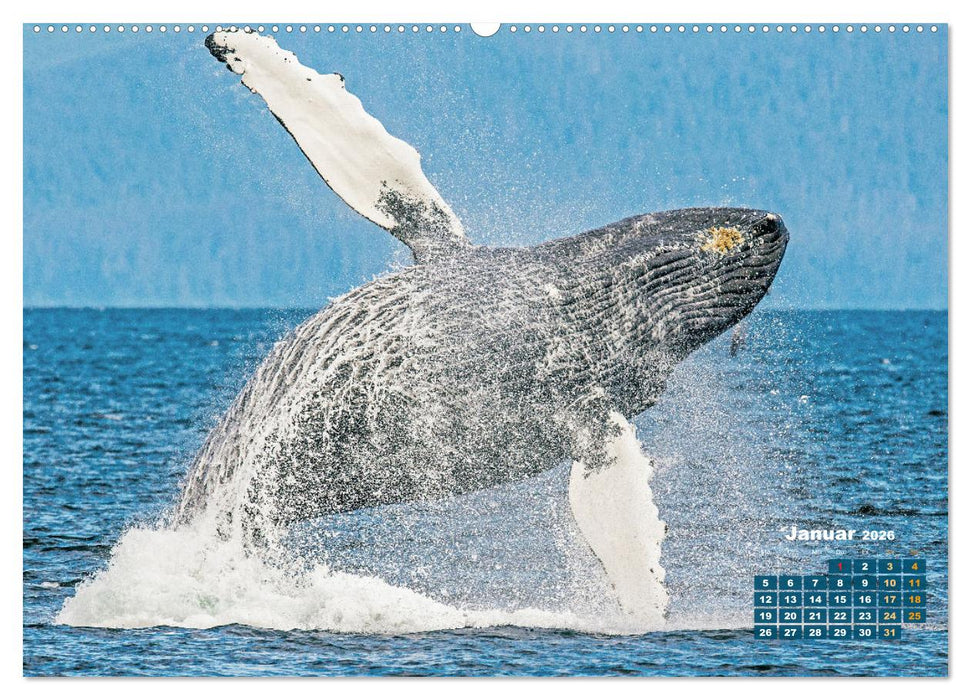 Buckelwale: Aus den blauen Tiefen der Ozeane (CALVENDO Premium Wandkalender 2026)