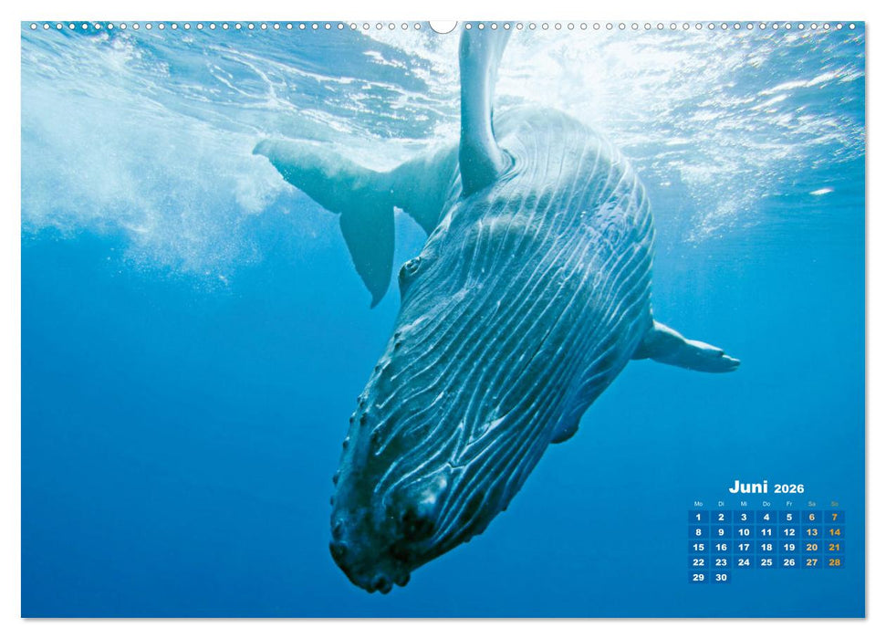 Buckelwale: Aus den blauen Tiefen der Ozeane (CALVENDO Premium Wandkalender 2026)
