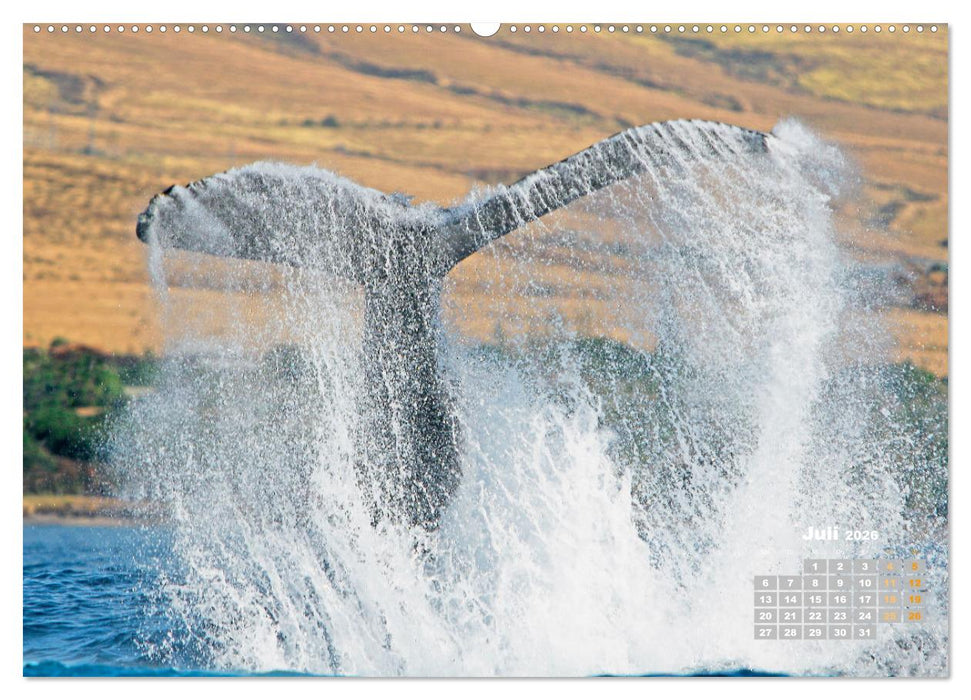 Buckelwale: Aus den blauen Tiefen der Ozeane (CALVENDO Premium Wandkalender 2026)