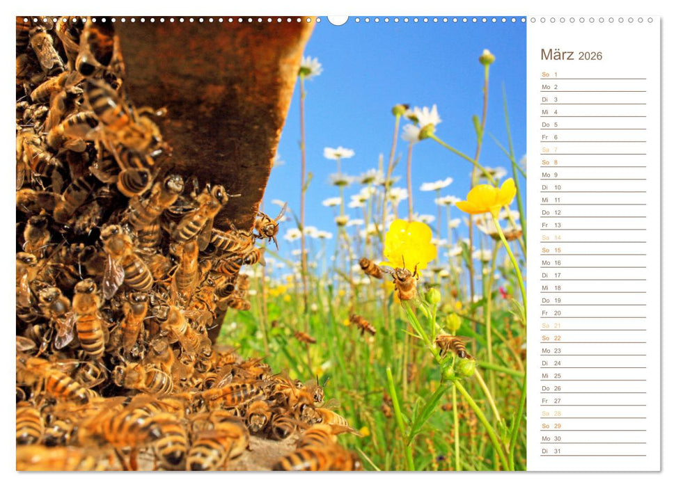 Süßes Gold: Imker, Bienen & Honig (CALVENDO Premium Wandkalender 2026)