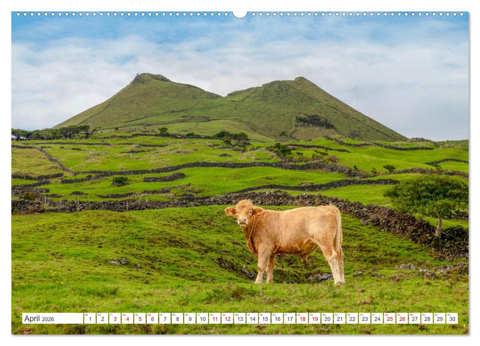 Azoren, Wo Feuer und Meer aufeinandertreffen. (CALVENDO Premium Wandkalender 2026)