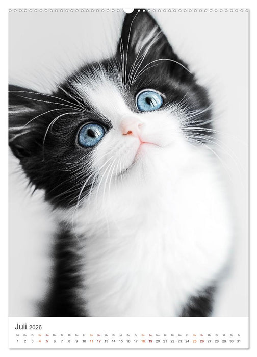 Pfotenpoesie (CALVENDO Premium Wandkalender 2026)